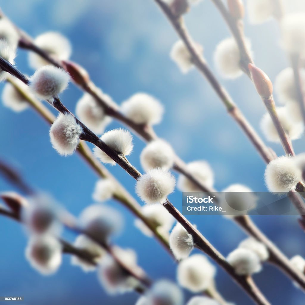 Linda Catkin - Foto de stock de Cabeza de flor libre de derechos