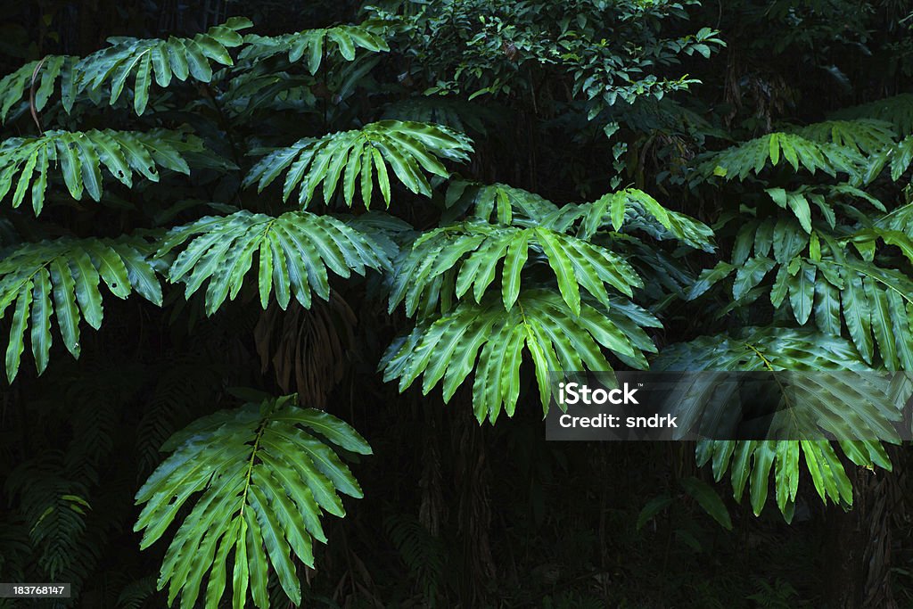 Grandes folhas em uma floresta Tropical - Foto de stock de Crescimento royalty-free