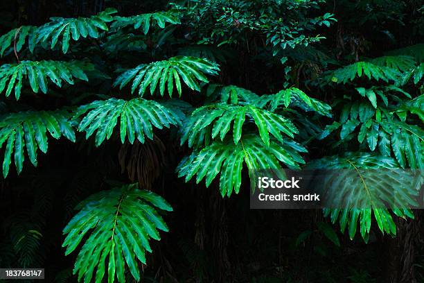 Foto de Grandes Folhas Em Uma Floresta Tropical e mais fotos de stock de Crescimento - Crescimento, Exotismo, Floresta