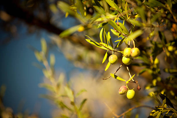 istock Olives hang on a branch 183768217