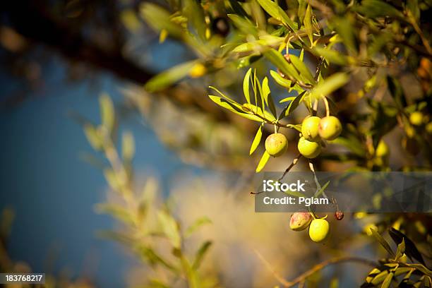 Olives Подвесками На Филиал — стоковые фотографии и другие картинки Оливковое дерево - Оливковое дерево, Италия, Оливковое масло