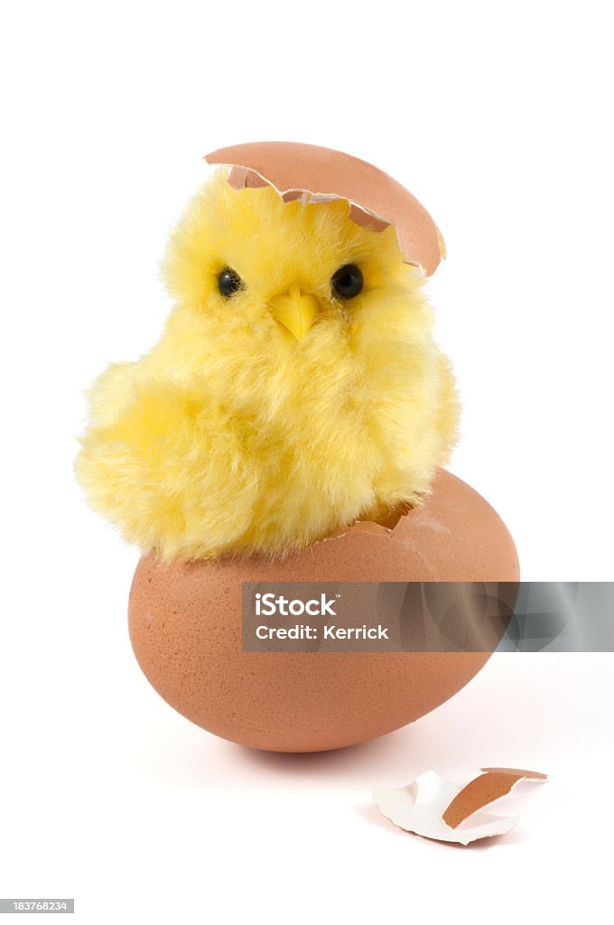 A cute yellow chick is breaking out of a brown eggshell "chick with head and easter egg. Concept for easter or animal farm, baby animal, chicken farm, breeding and a lots of more. similar pictures:" Baby Chicken Stock Photo