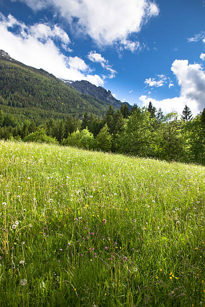 istock The alpine meadow on clear summer day 183768270