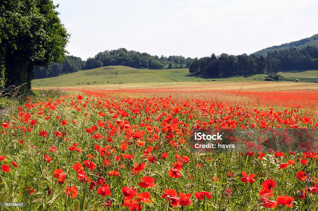 Champ de coquelicots au Laach Mohnfeld Laacher voir le lac - Photo de Agriculture libre de droits