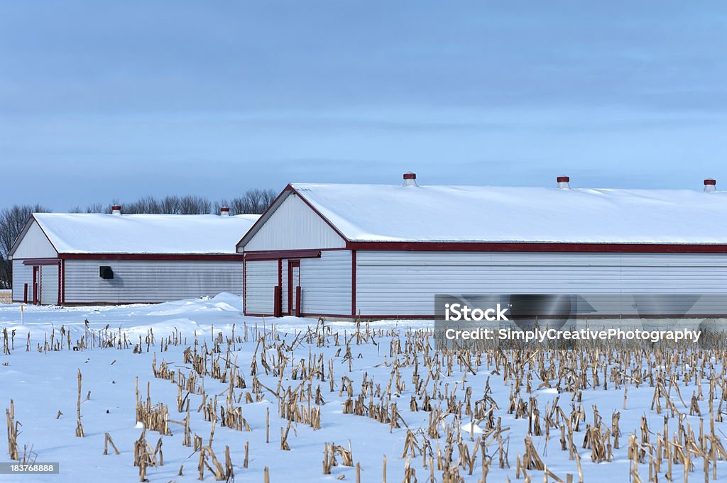 Hog Barns sul giorno d'inverno - Foto stock royalty-free di Fienile