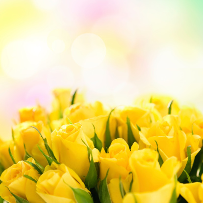 Yellow rose petals closeup. 