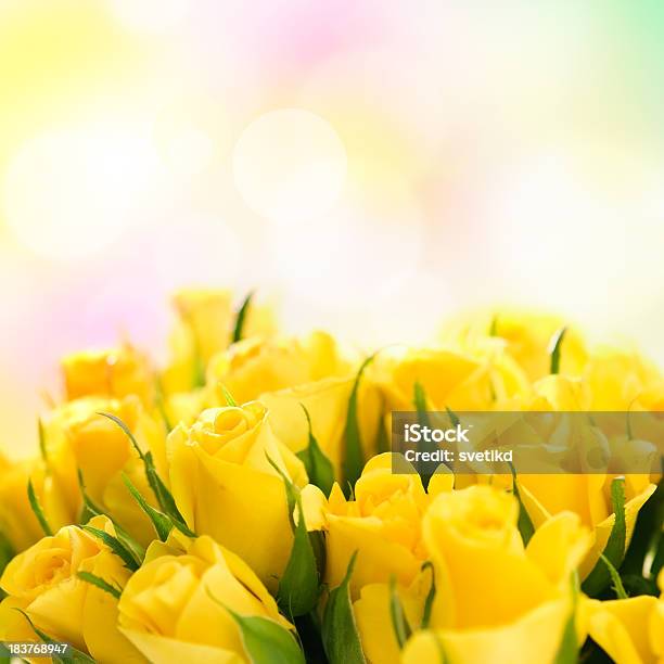 Lindas Rosas - Fotografias de stock e mais imagens de Amarelo - Amarelo, Rosa - Flor, Cor de rosa