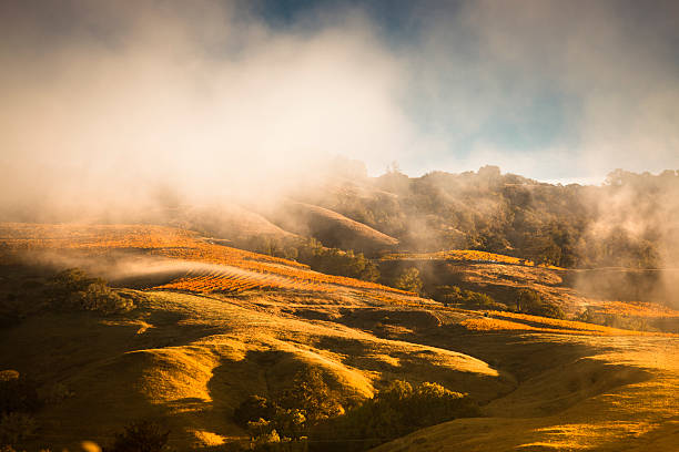 туманный виноградник в долине напа, калифорния, сша - napa valley sonoma county vineyard autumn стоковые фото и изображения