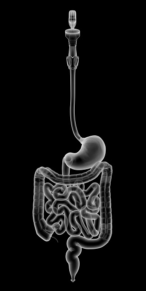 Intestinal tract with digital structure, 3d rendering. 3D illustration.