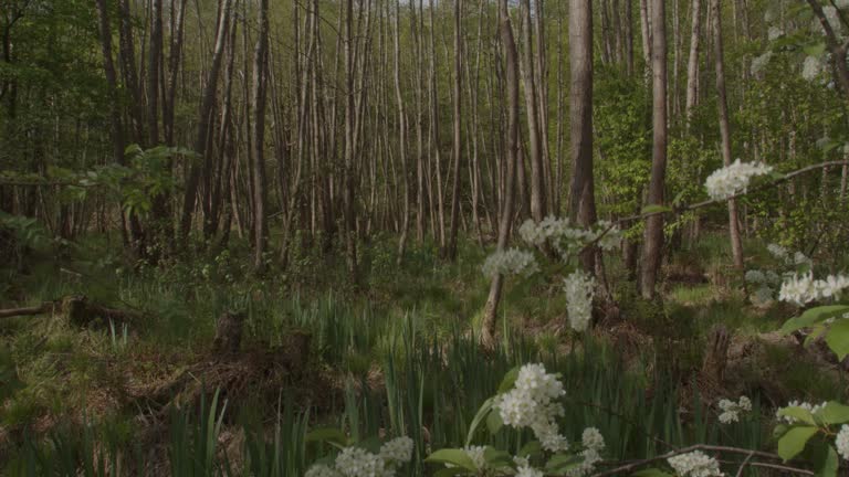 POV slow walking through forest and swamp