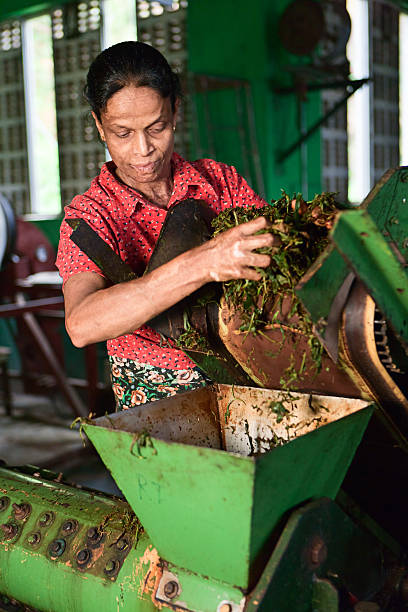 istock Tamil tea pickers, Sri Lanka 183769355