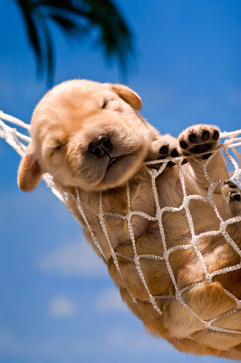 A 1 week old Golden Retriever puppy asleep in a hammock 