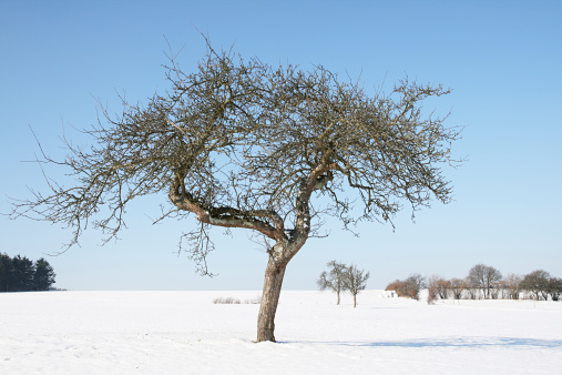 Single bare apple tree in winter on snow covered field