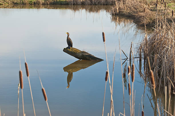 istock Double-Crested Cormorant Standing on Driftwood 183769764