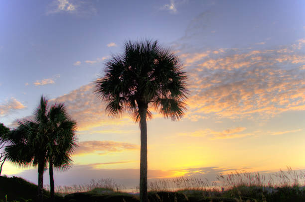 Palm Trees on the baech at sunrise- Hilton Head, South Carolina