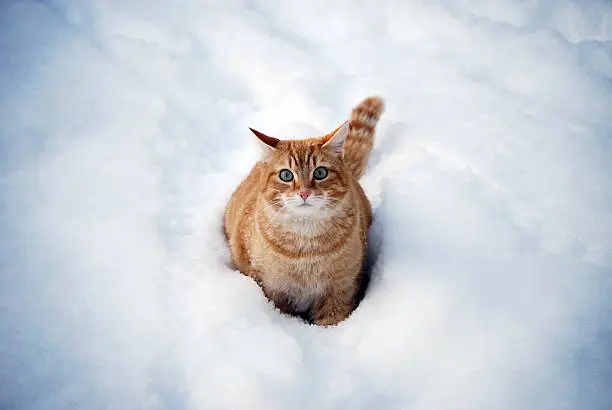 Cute orange & white cat sitting in the snow.