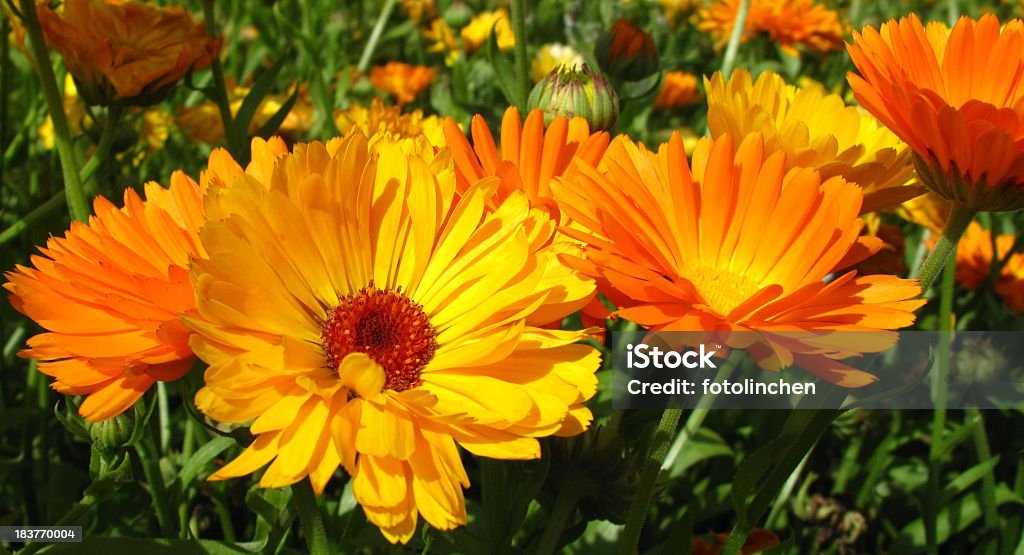 Calendula officinalis Blüten - Lizenzfrei Studentenblume Stock-Foto