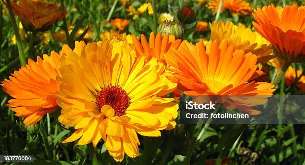 Calendula Officinalis Blüten Stockfoto und mehr Bilder von Studentenblume - Studentenblume, Gartenringelblume, Hausgarten