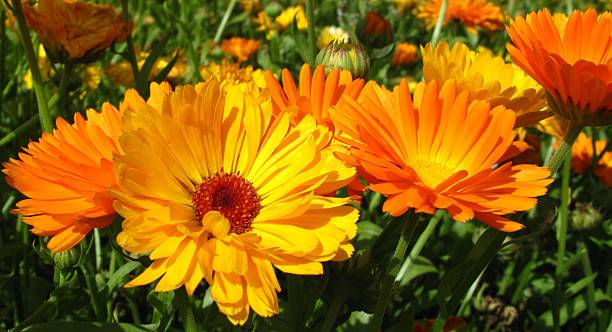 Calendula officinalis blossoms Field with calendula officinalis blossoms pot marigold stock pictures, royalty-free photos & images