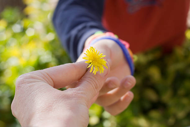 Child Handing Dandelion Flower To Mother Closeup of a little boys hand holding a yellow dandelion flower giving it to his mother's hand. mothers day horizontal close up flower head stock pictures, royalty-free photos & images