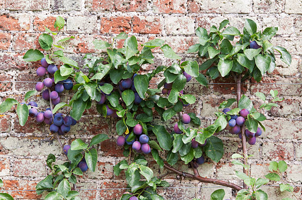 Espalier Tree with Victoria Plums Espalier Plum Tree, laden with ripe Victoria plums, trained across the wall of an English Kitchen Garden. The plum is named after Queen Victoria. Plums are a useful source of Vitamin A plum tree stock pictures, royalty-free photos & images