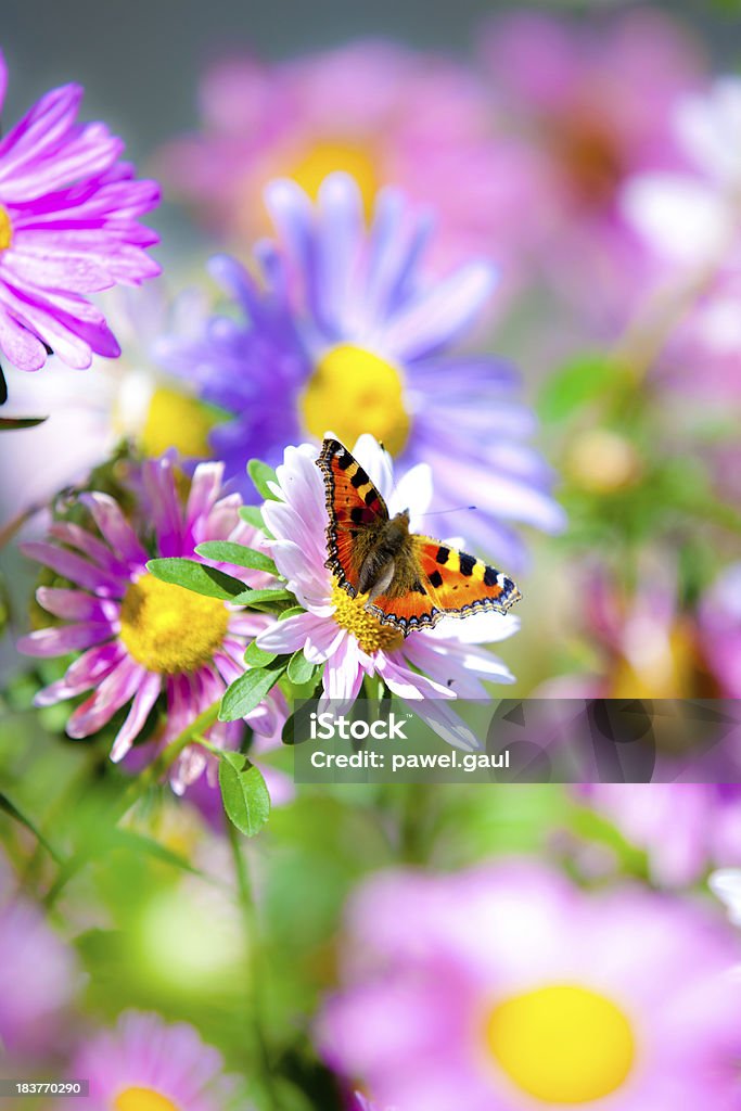 Aglais Urticae pollinating no Prado flor da margarida-dos-campos - Royalty-free Borboleta Foto de stock
