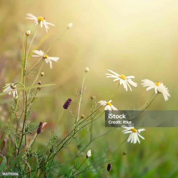 Marguerite Leucanthemum Vulgare Im Sommer Stockfoto und mehr Bilder von Abstrakt - Abstrakt, Bildeffekt, Bildschärfe