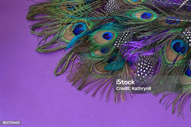 색상화 페더스 공작새에 대한 스톡 사진 및 기타 이미지 - 공작새, 무지갯빛 다양한 색상, 0명