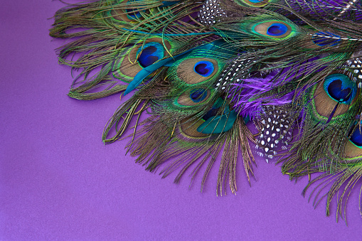 Peacock,ostrich and spotted guinea feathers on purple.  http://img.photobucket.com/albums/h135/KathrynE8/feathers.jpg