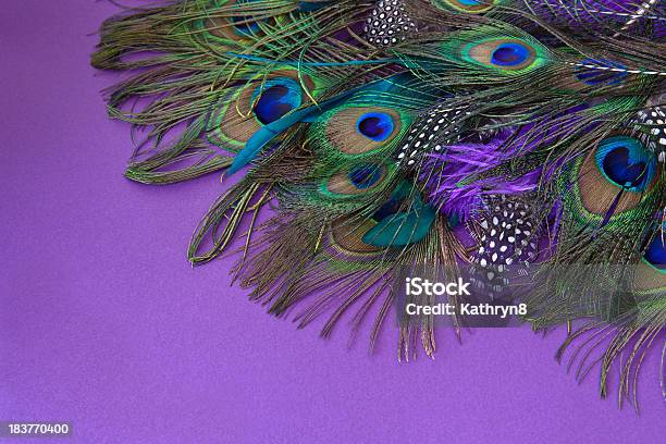 Coloridas Penas - Fotografias de stock e mais imagens de Iridescente - Iridescente, Pavão-azul, Animal