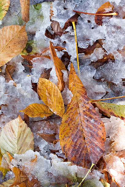 istock Fallen leaves in the snow 183770415