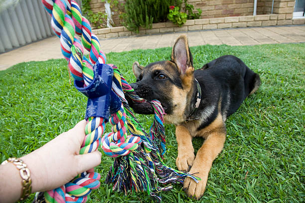 勢力 o-war 子犬 - tug o war ストックフォトと画像