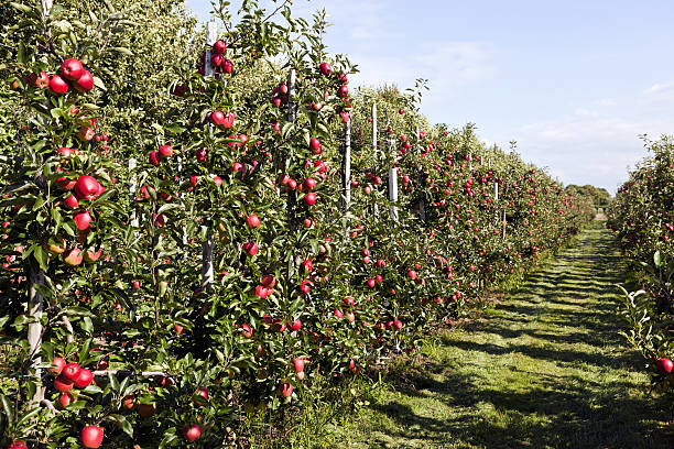 istock Orchard # 116 XXXL 183770640