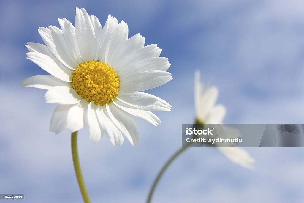 Daisies sul cielo blu - Foto stock royalty-free di Ambientazione esterna