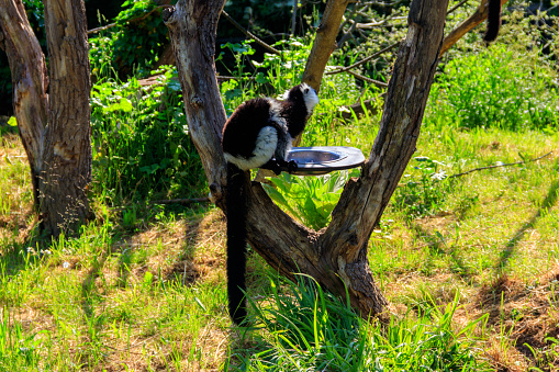 Black and white ruffed lemur (Varecia variegata)