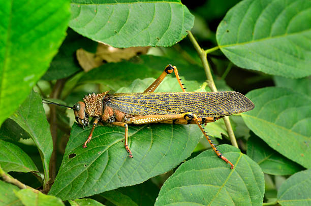 Colombia Giant Grasshopper, Tropidacris dux This guy is really huge, the leaves it is on are larger than my hand so you get the idea. Otherwise, just another bug known locally in Colombia as Giant Brown Cricket giant grasshopper stock pictures, royalty-free photos & images