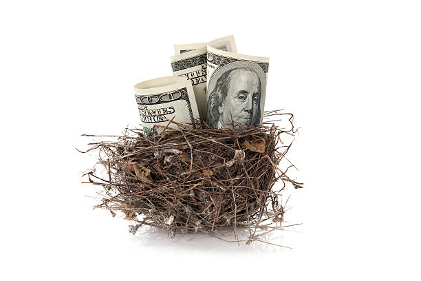 달러 지폐 만들진 새 둥지 - birds nest animal nest nest egg savings 뉴스 사진 이미지