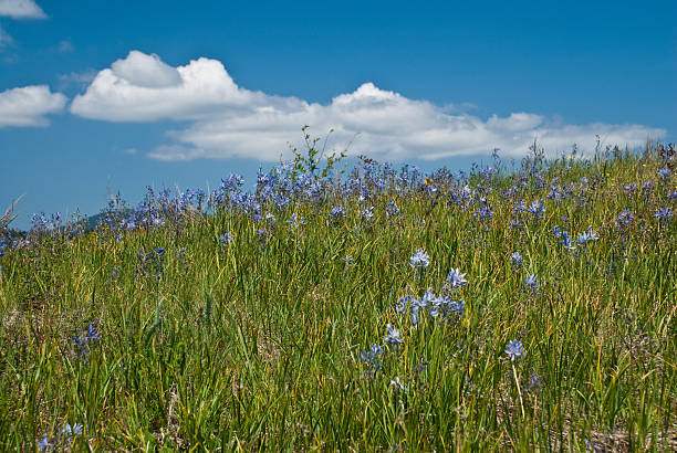 Prairie Meadow of Camas Flowers and Puffy Clouds South of Olympia, the state capitol, there is a mounded prairie that defies scientific explanation. Although there are many arguable theories as to their existence, no one can question the beauty of the Mima Mounds as they put on a colorful display of wildflowers every year. The blue Camas flowers dominate the prairie grassland in this spring scene. Mima Mounds Natural Area Preserve is near Rochester, Washington State, USA. jeff goulden mima mound stock pictures, royalty-free photos & images