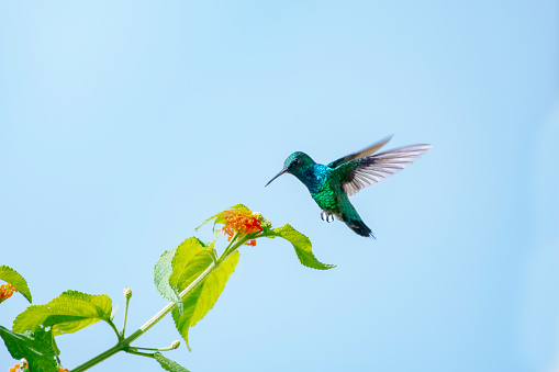 A male Blue-chinned Sapphire hummingbird, Chlorestes Notata, in flight in the blue sky with Lantana blooms
