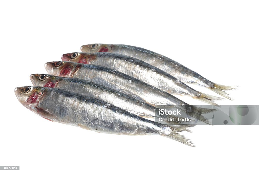 Des Sardines - Photo de Sardine libre de droits