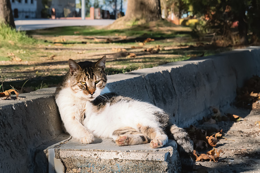 Sullen stray fighting cat rests after fight while sitting in park in sunshine. Iook of elderly cat expresses wisdom and dissatisfaction