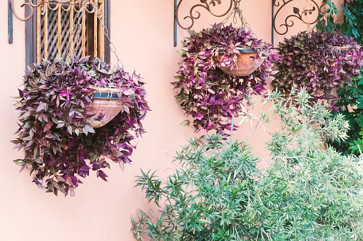 Potted plants decorating house facade. Natural plants growing in pots hanging on wall mounts, patio decor