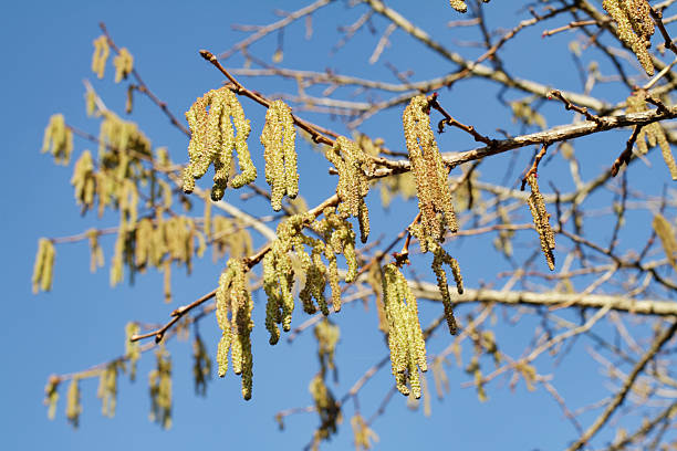 istock Hanging catkins of Turkish hazel tree in winter 183771338