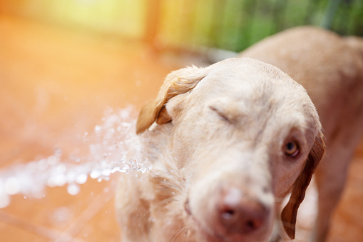 Dog hygiene theme. Washing labrador dog with spray of water close up view