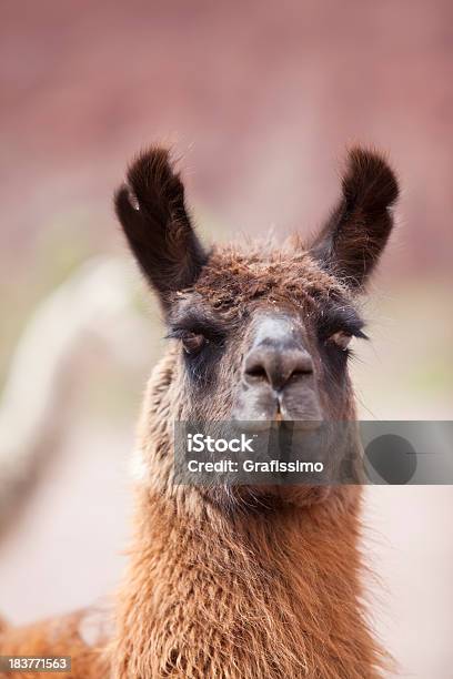 Brown Lama Na Argentina - Fotografias de stock e mais imagens de América do Sul - América do Sul, Animal, Ao Ar Livre