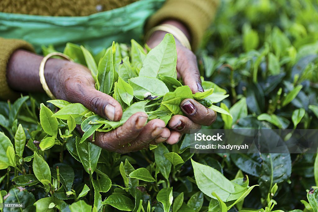 Tamil pickers, té de Sri Lanka - Foto de stock de Hojas de té secas libre de derechos