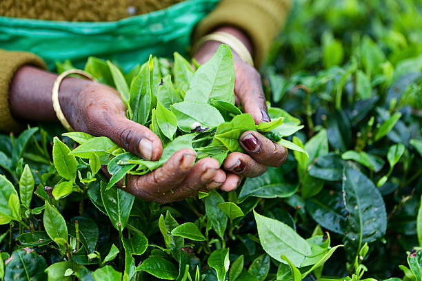 Tamil tea pickers, Sri Lanka "Tamil women plucking tea leaves near Nuwara Eliya, Sri Lanka ( Ceylon ). Sri Lanka is the world's fourth largest producer of tea and the industry  is one of the country's main sources of foreign exchange and a significant source of income for laborers." camellia sinensis photos stock pictures, royalty-free photos & images