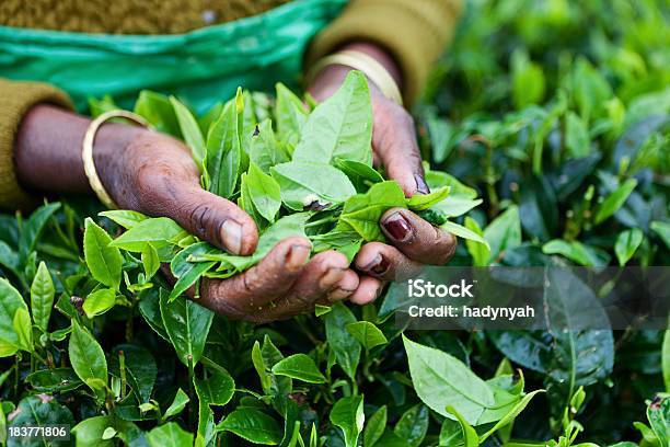 Tamil Herbaty Z Koszem Pojazdy Sri Lanka - zdjęcia stockowe i więcej obrazów Suche liście herbaty - Suche liście herbaty, Roślina herbaty, Sri Lanka