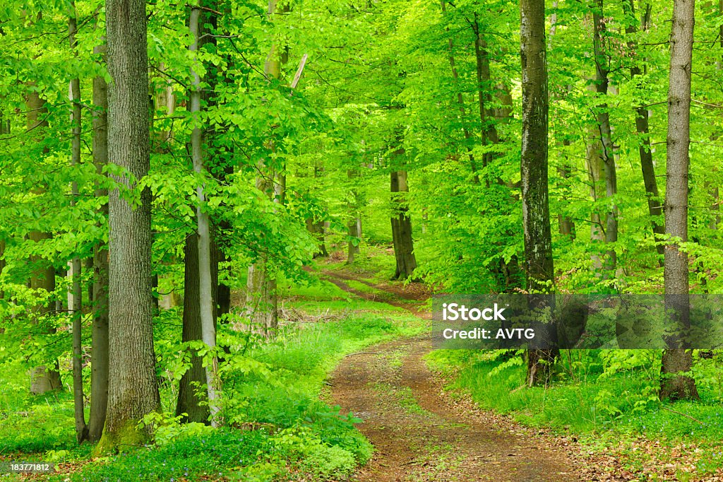 Carretera de tierra a través del bosque de árboles frondosos bosque de la primavera - Foto de stock de Aire libre libre de derechos