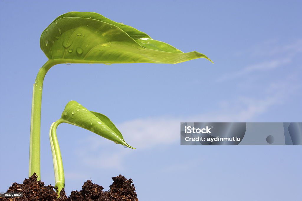 New Life Plant growing from soil. Agriculture Stock Photo